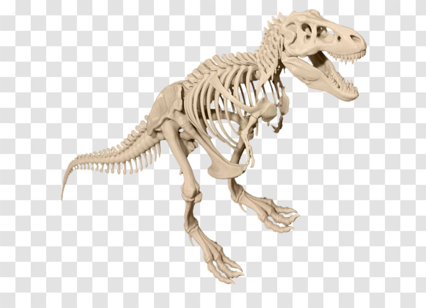 Tyrannosaurus Velociraptor Dinosaur Skeleton Aucasaurus - Bone - T Rex Transparent PNG