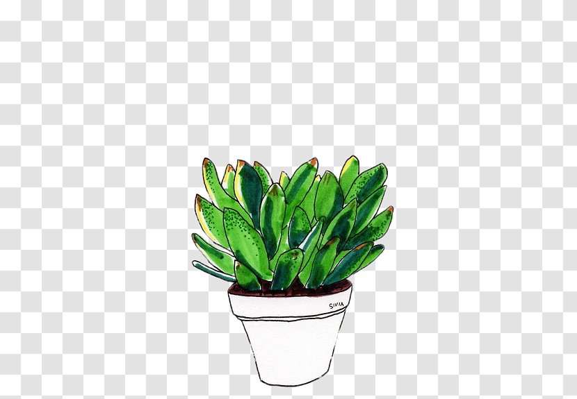 Drawing Cactaceae Succulent Plant - Stem Transparent PNG
