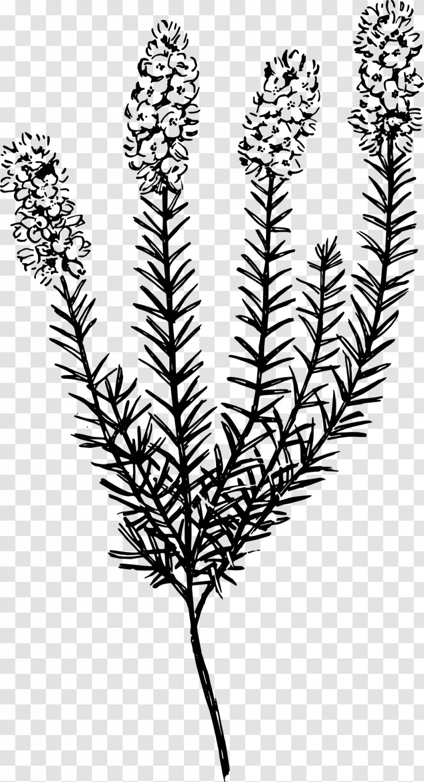 Plant Botany Calluna Clip Art Transparent PNG