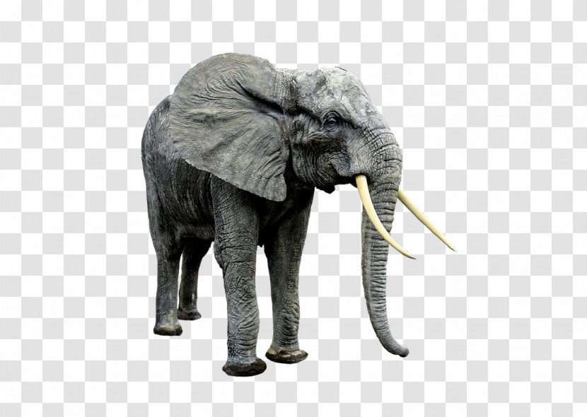 Endangered Species Asian Elephant Clip Art - Animal Figure Transparent PNG