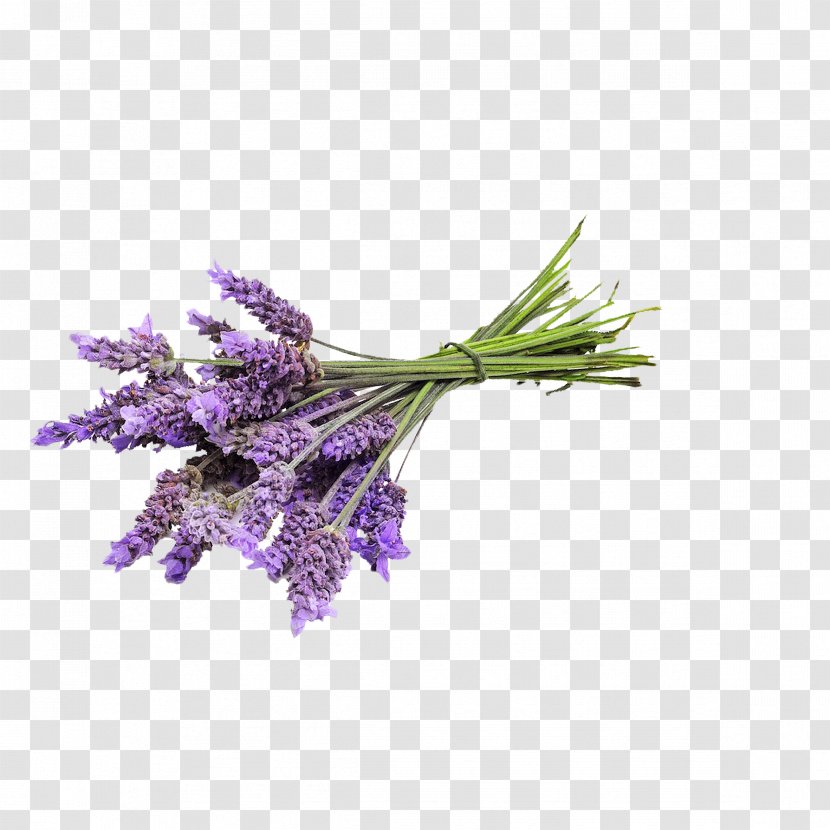 English Lavender Essential Oil Young Living - Plant Transparent PNG