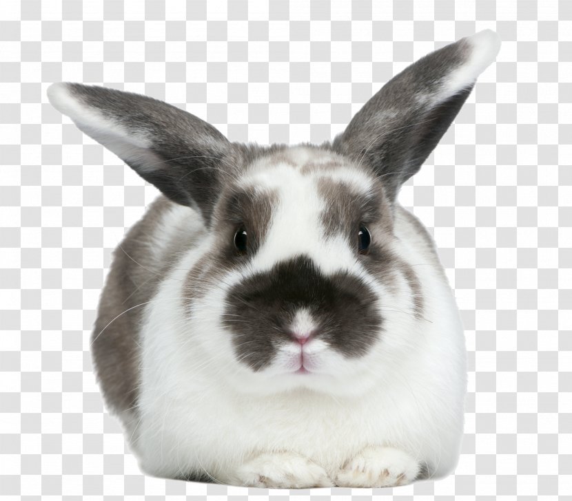 Hare Domestic Rabbit European Cross Stitch Patterns - Photography - Bunny Transparent PNG