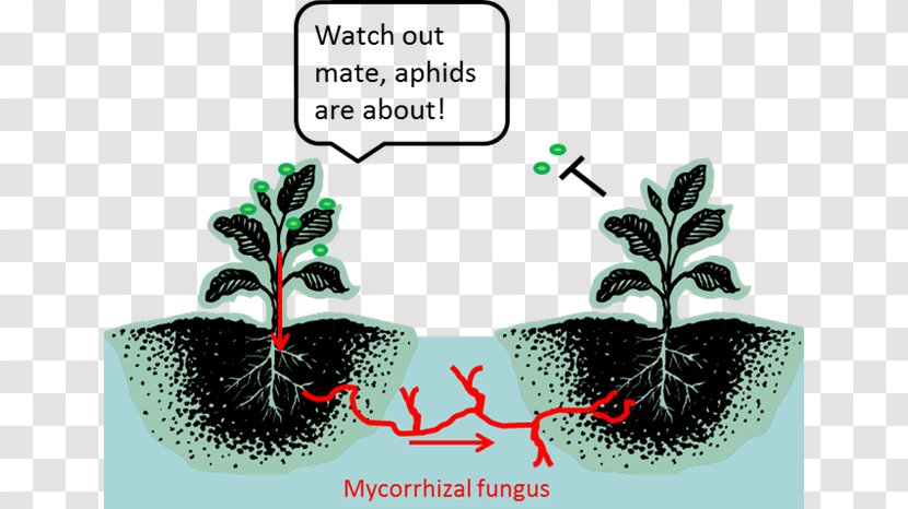 The Secret Life Of Plants Botany Mycorrhiza Plant Communication - Organism - Tomato Pests Transparent PNG
