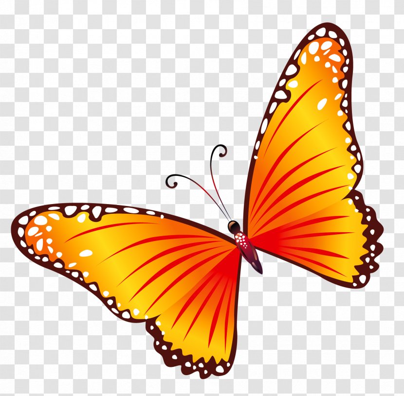 Butterfly Clip Art - Drawing - Transparent Orange Clipart Transparent PNG