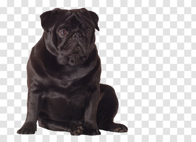 Pug Puppy Dog Breed Companion Toy - Potala Palace Transparent PNG