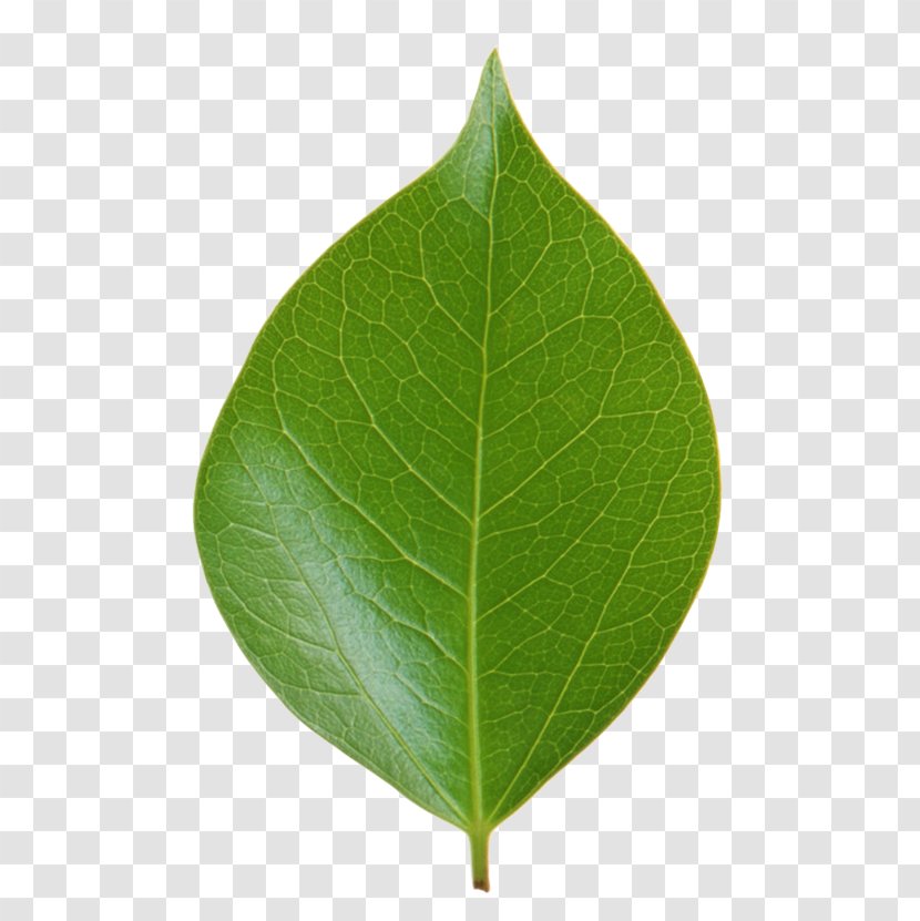 Leaf Green Plant Stem Ping - Village Transparent PNG