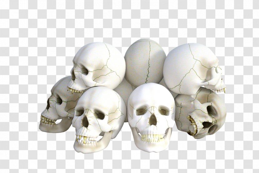 Skull Bone Skeleton Vertebrate - Head - Grave Transparent PNG