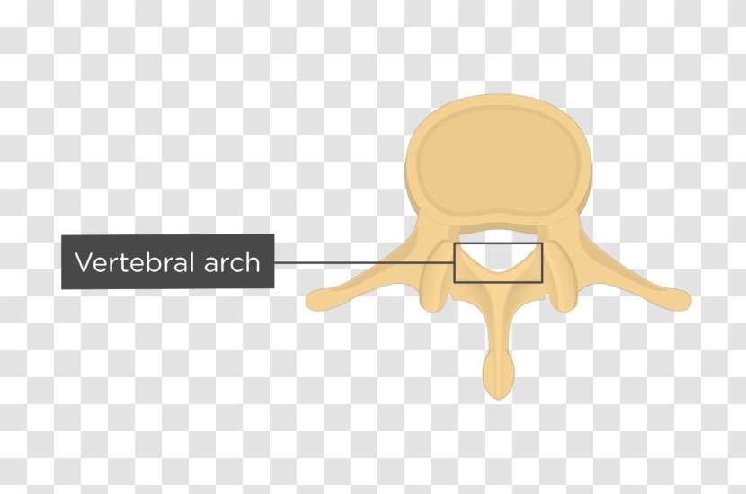 Vertebral Column Lumbar Vertebrae Arch Anatomy Transparent PNG