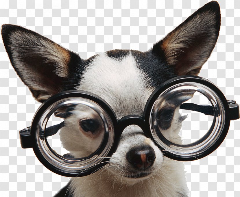 Chihuahua Puppy Glasses Dog Training Breed - Sunglasses - Chien Transparent PNG