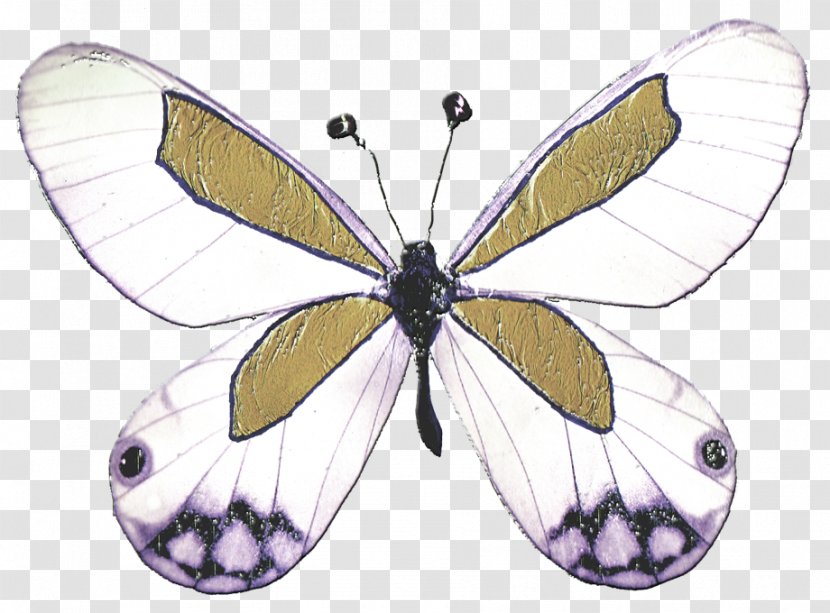 Butterfly Drawing Coloring Book Colouring Pages Image - Invertebrate Transparent PNG
