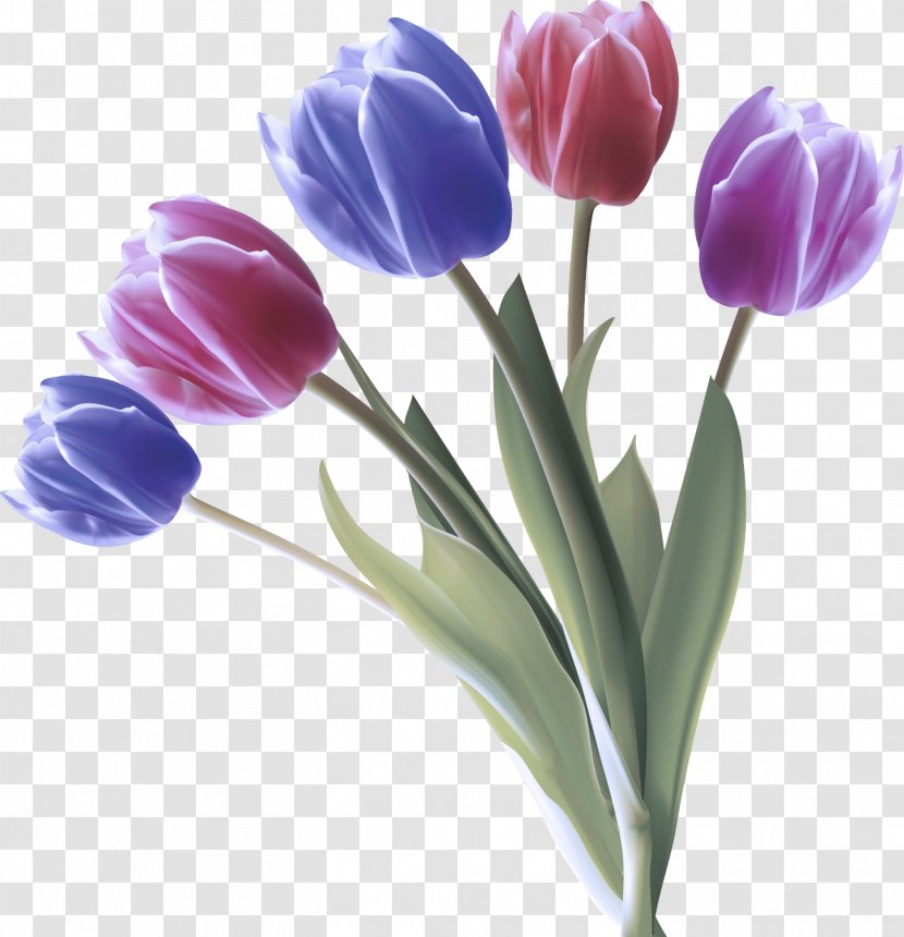 Flower Tulip Petal Purple Plant - Spring Crocus Cut Flowers Transparent PNG
