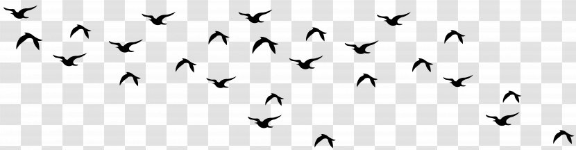 Bird Migration Angle Point Line Transparent PNG