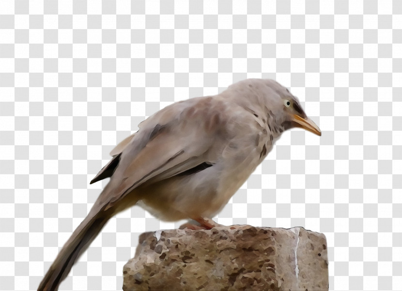 Bird Beak Sparrow Perching Bird Wildlife Transparent PNG