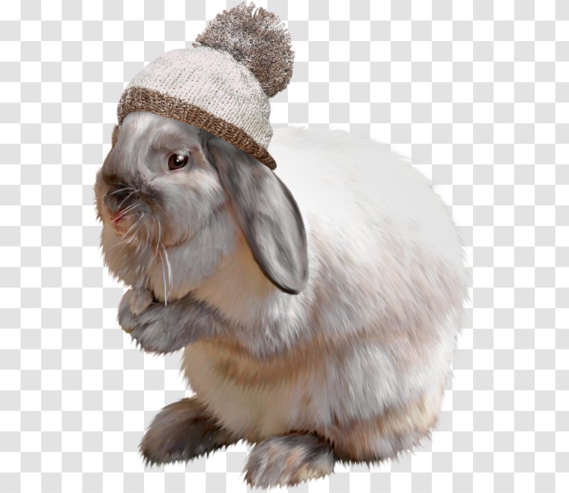 Domestic Rabbit Hare Whiskers Animal Transparent PNG
