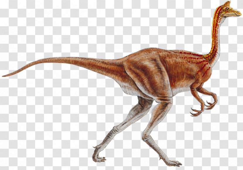 Ornithomimus Ornithomimosauria Nipponosaurus Pelecanimimus Garudimimus - Herbivore - Cretaceous Dinosaur Transparent PNG