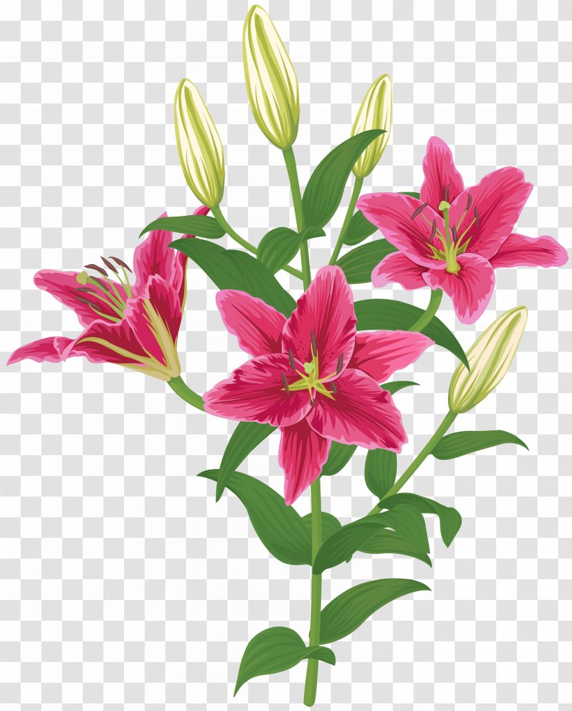 Lily Lilium Female Liliaceae Flower - Alstroemeriaceae - Transparent Clip Art Transparent PNG