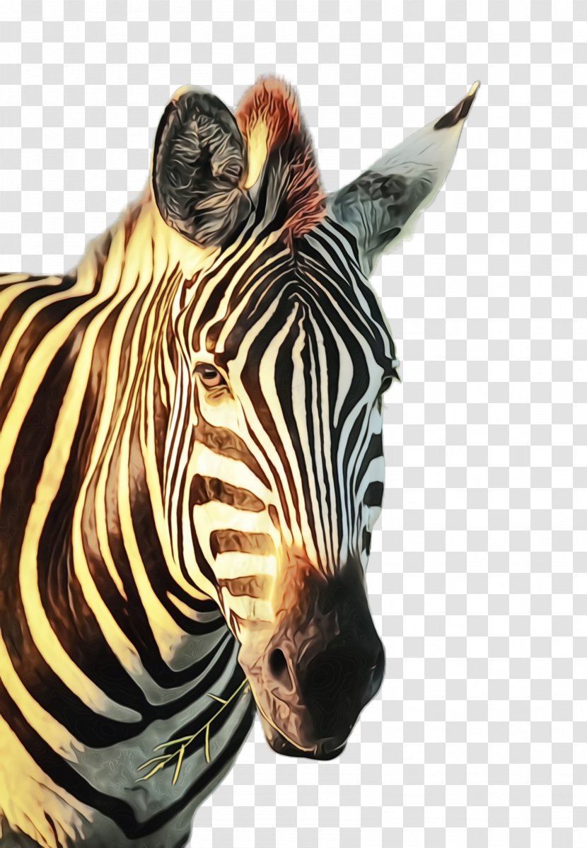 Zebra Terrestrial Animal Wildlife Head Snout - Figure Transparent PNG