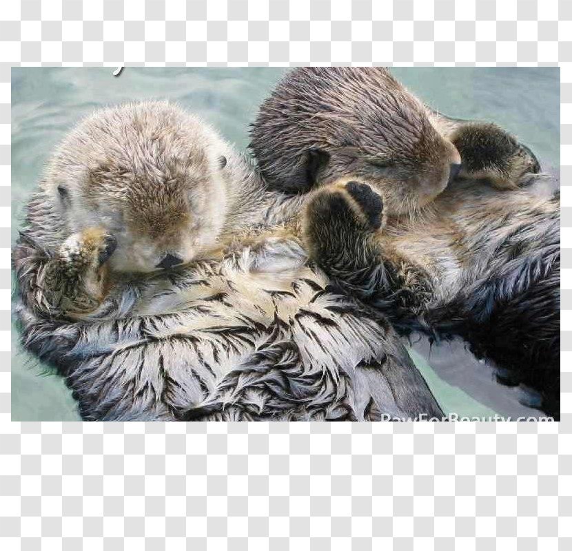 Sea Otter Puppy Weasels Eurasian Cuteness - Sleep - A Feeding Bottle Lying On One Side Transparent PNG