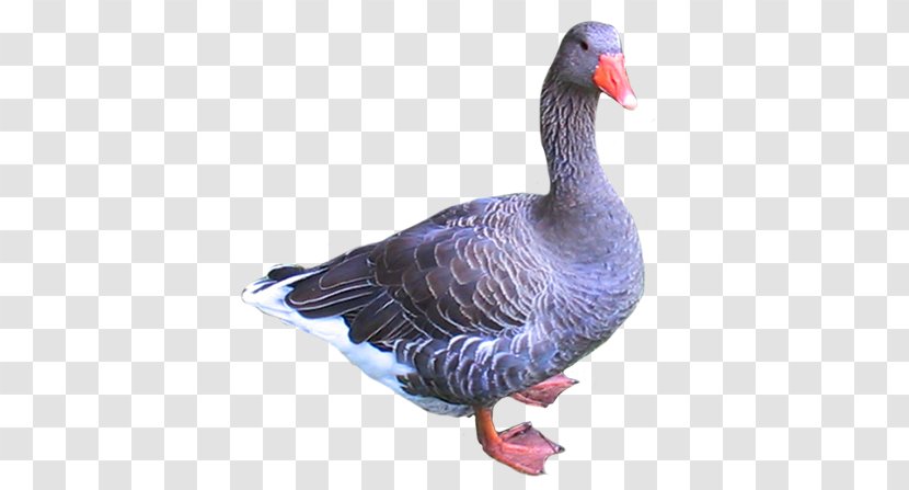 Goose Duck Bird Clip Art - Cygnini Transparent PNG