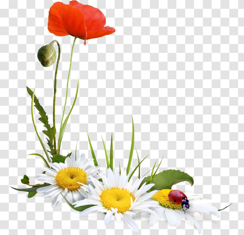 Flower Plant Cut Flowers Petal Chamomile - Poppy Family Corn Transparent PNG