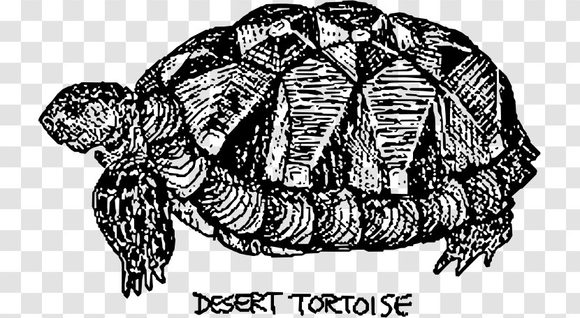Box Turtles Desert Tortoise Sea Turtle - Watercolor Transparent PNG