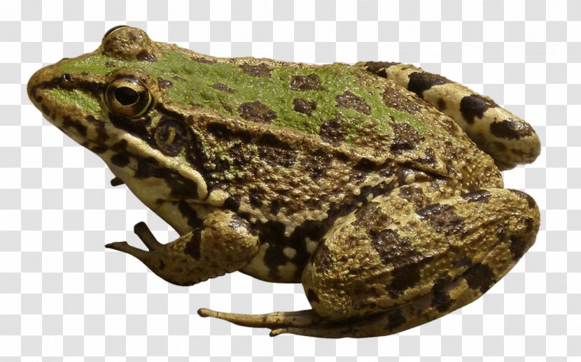 Water Cartoon - Texas Toad - Pacific Treefrog Beaked Transparent PNG