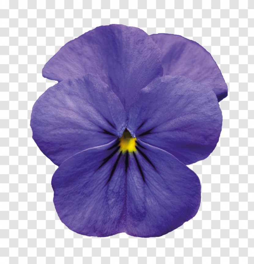 Pansy Violet - Pic Transparent PNG