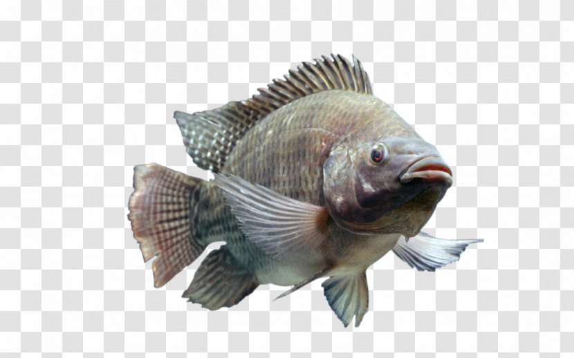 Fish Fish Tilapia Perch Bluegill Transparent PNG