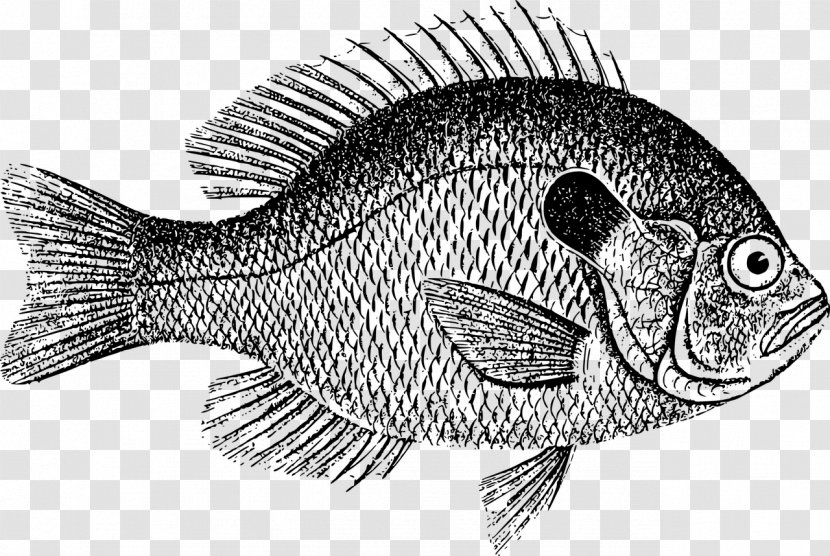 Common Carp Drawing Image Download Stock.xchng - Photography Transparent PNG
