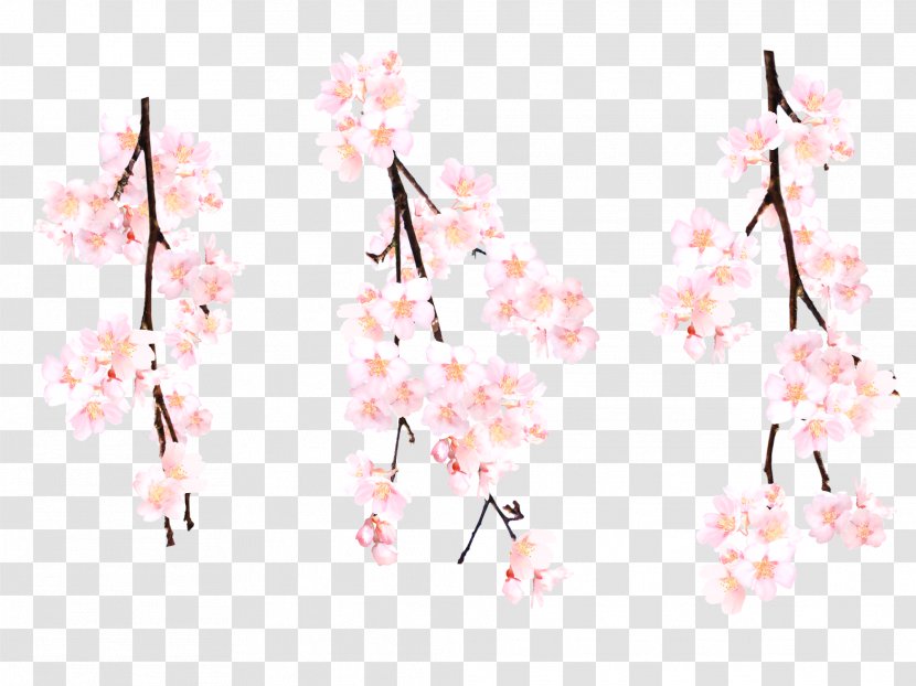 Pink Cherry Blossom Flower - Photography - Blossoms Transparent PNG