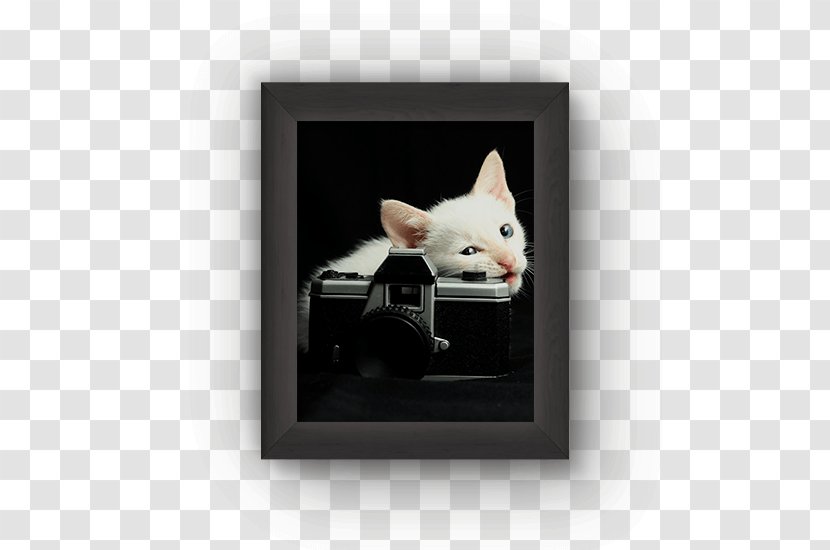 Cat Picture Frames Rectangle Transparent PNG