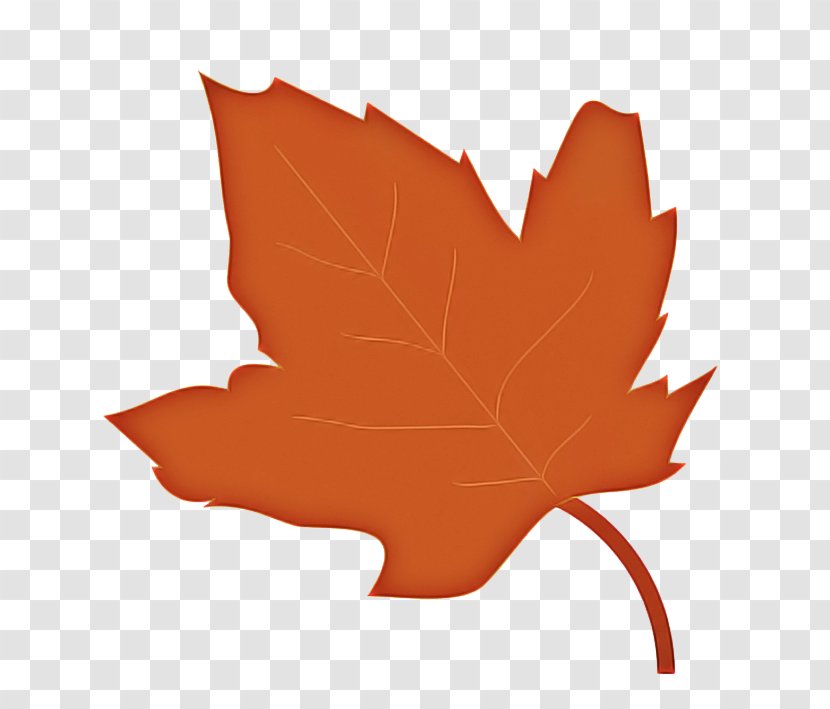 Family Tree Background - Maple Leaf - Soapberry Deciduous Transparent PNG