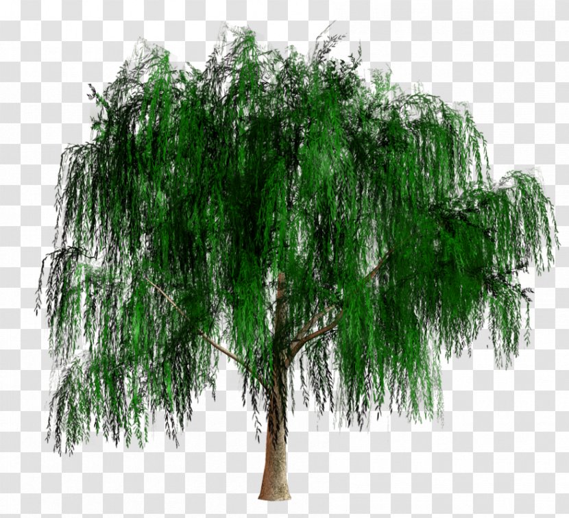 Shrub Branching - Evergreen - Eucalyptus Tree Transparent PNG