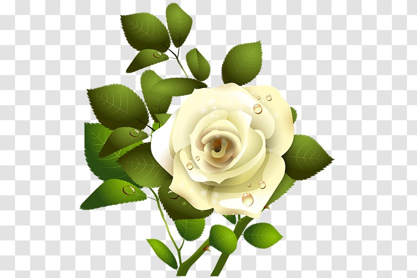Garden Roses - Islam Floral Transparent PNG