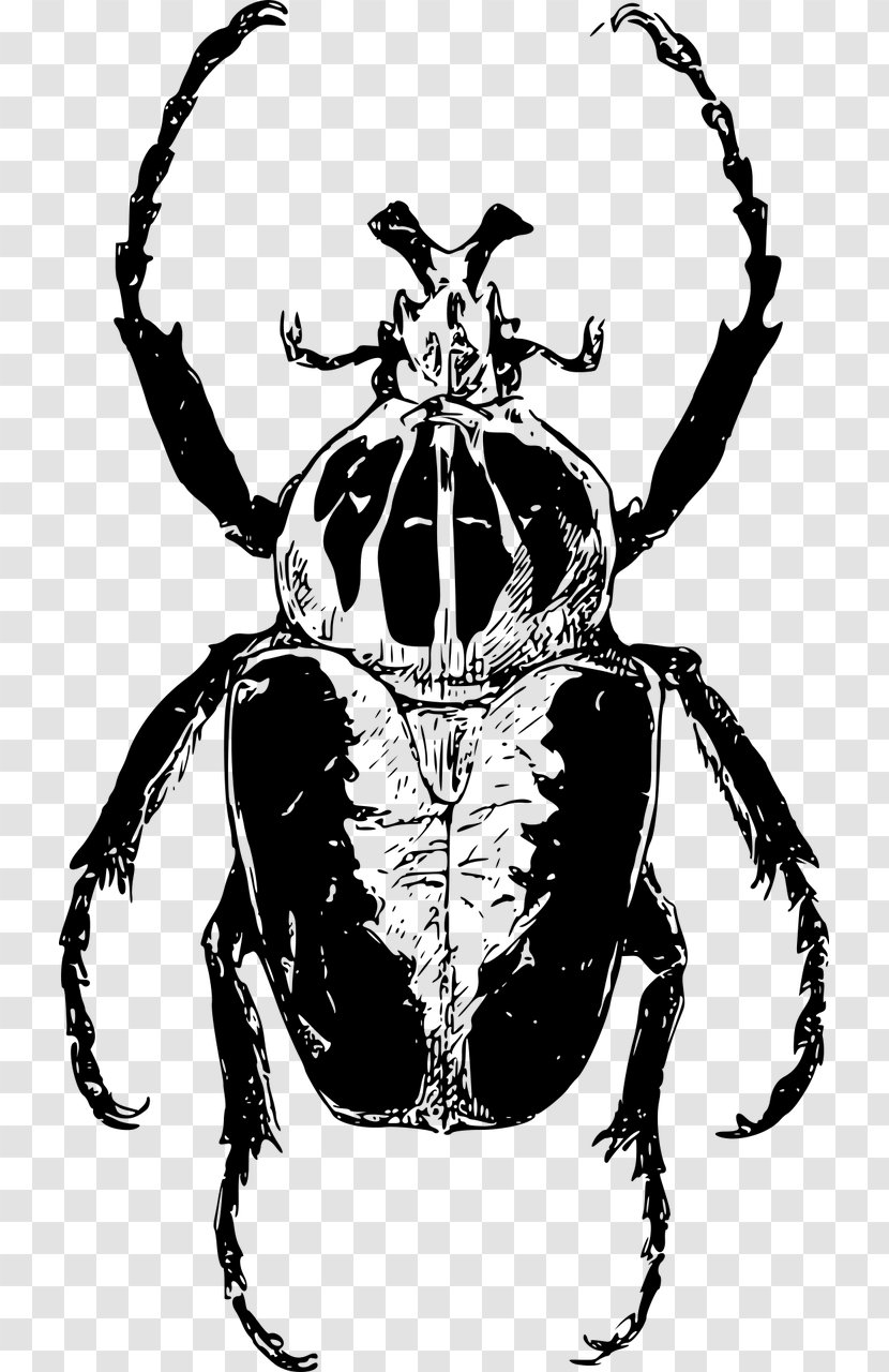 Atlas Beetle Goliathus Drawing Clip Art - Goliath Frog Transparent PNG