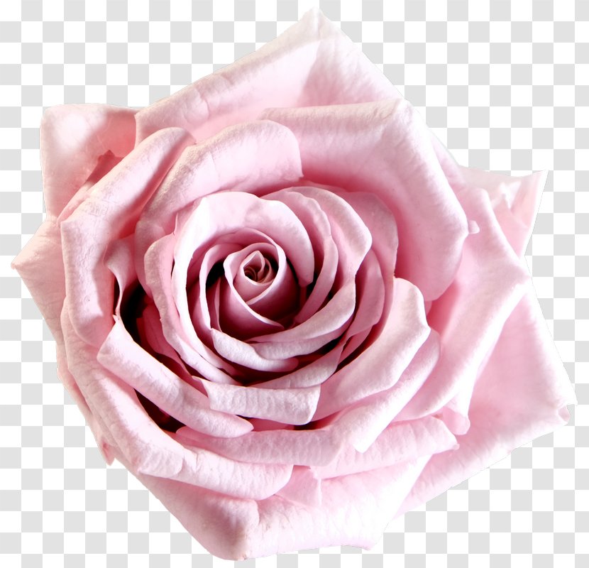 Garden Roses Cabbage Rose Pink Cut Flowers Flower Bouquet - Flowering Plant - Gift Transparent PNG
