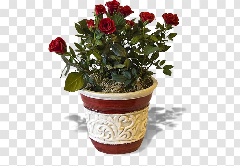 Soria Eventi Garden Roses Flower Plant - Houseplant - Flowers Shading Transparent PNG