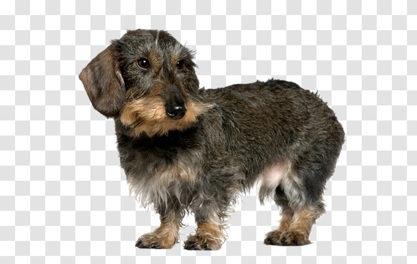 Dachshund German Wirehaired Pointer Wire Hair Fox Terrier Yorkshire Chinese Crested Dog - Like Mammal - Puppy Transparent PNG