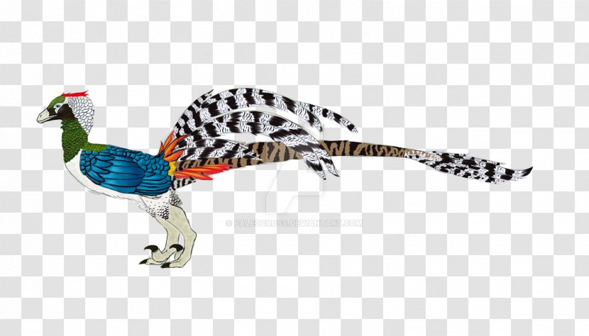 Galliformes Feather Beak Wildlife Animal Transparent PNG