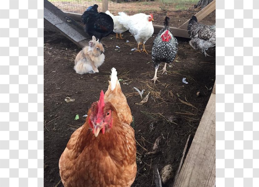 Rooster Chicken Marshall Farm Annuals And Perennials Potting Soil - Plant Transparent PNG