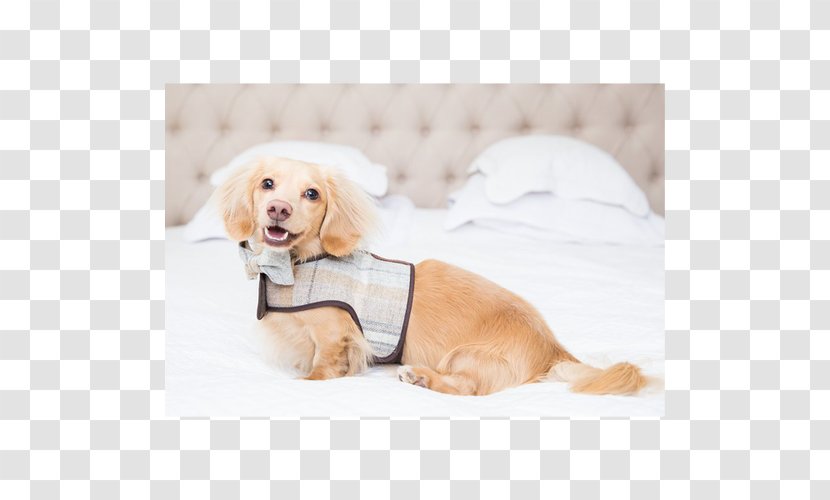 Dog Breed Puppy Harness Sporting Group - Wiener-Dog Transparent PNG