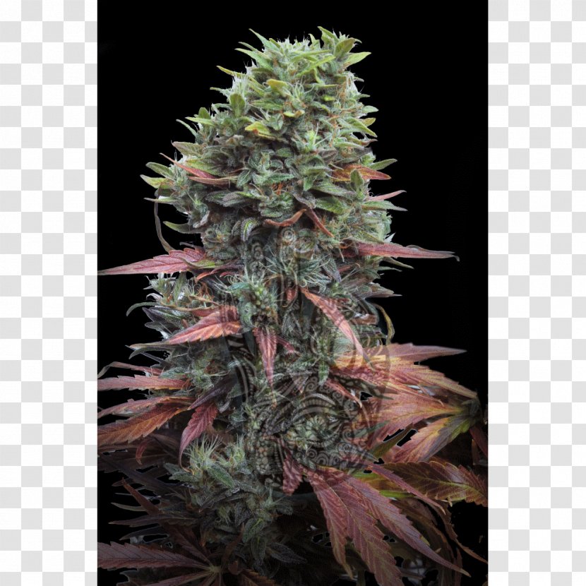 Cannabis Sativa Grow Shop Seed Marijuana Transparent PNG