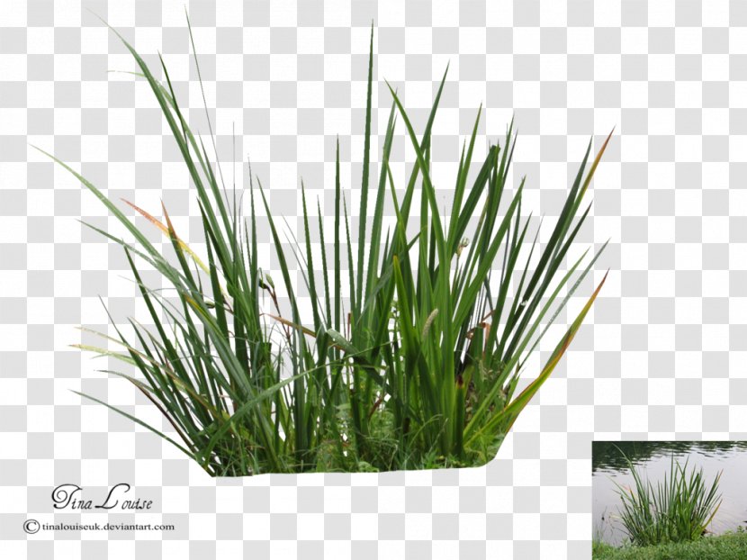 Calamagrostis Acutiflora Plant DeviantArt - Chrysopogon Zizanioides - Aquatic Plants Transparent PNG