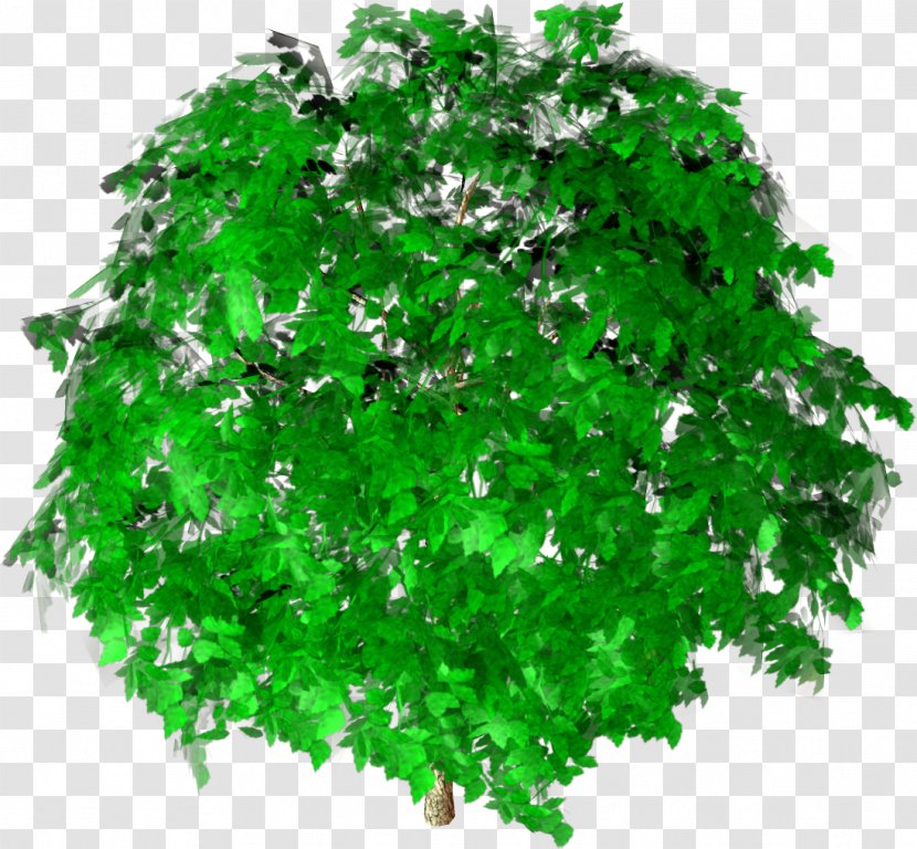 Green Shrub Leaf Branching - Plant - Architectural Tree Plan Transparent PNG