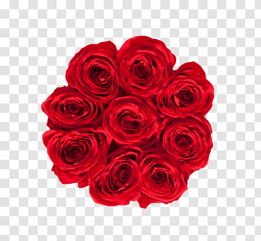 Garden Roses RE/MAX Karun Gayrimenkul Danışmanlığı INTEGRA Ontario-Atlantic Inc. RE/MAX, LLC Real Estate - Cabbage Rose - Royal Red Transparent PNG