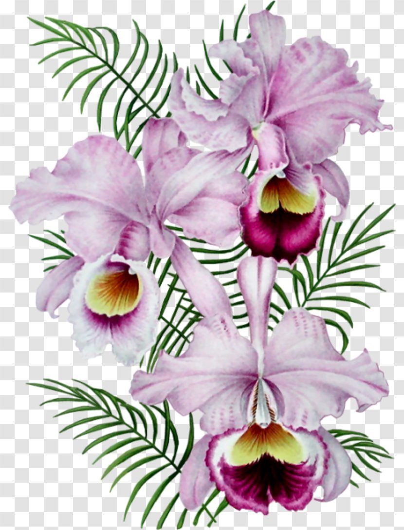 Gfycat Clip Art - Petal - Flower Tropical Transparent PNG