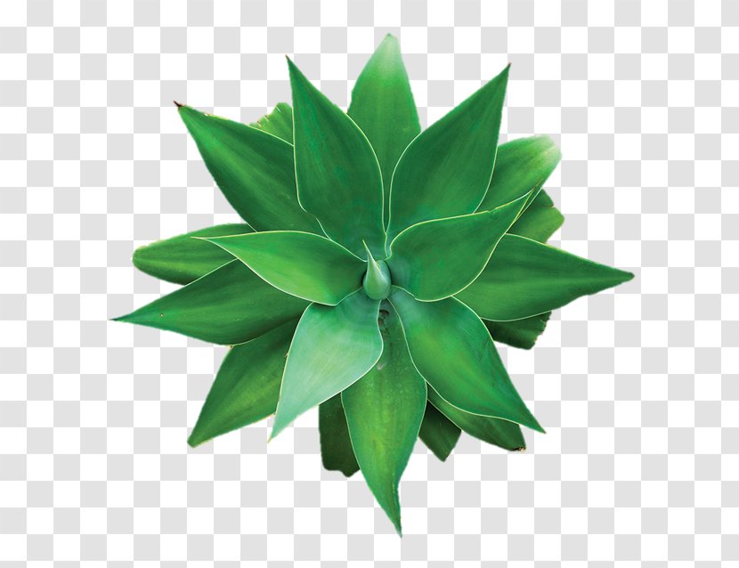 Coconut Water Aloe Vera Agave Succulent Plant - Aloes Transparent PNG