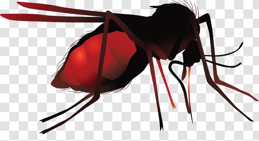 Mosquito Net Zika Virus Hematophagy - Invertebrate Transparent PNG