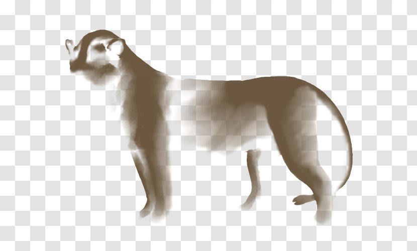 Cat Whippet Italian Greyhound Cougar Lion - Dog Transparent PNG