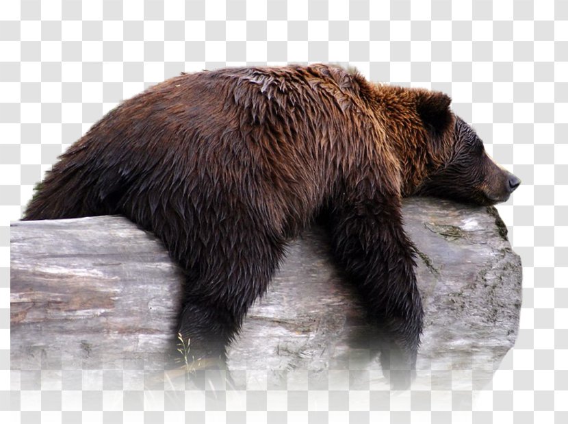 Grizzly Bear Alaska Wildlife Conservation Center Peninsula Brown Polar - Cartoon Transparent PNG